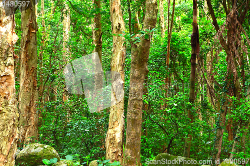 Image of green forest