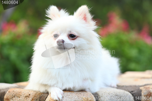 Image of pomeranian dog