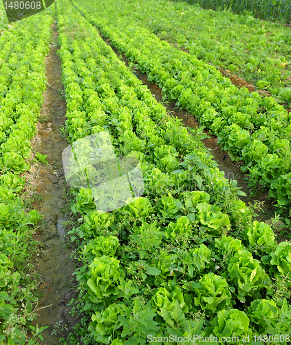 Image of lettuce plant in field