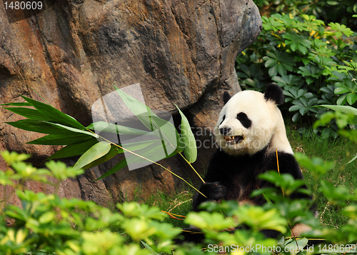 Image of panda