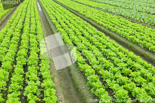 Image of lettuce plant in field