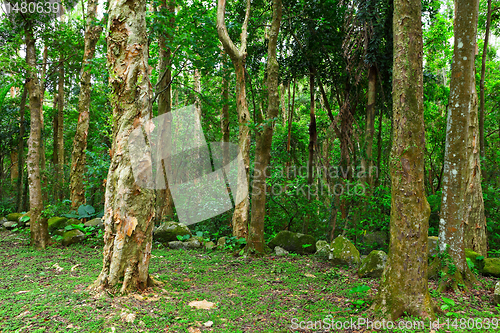 Image of green forest