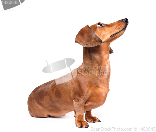 Image of dachshund dog look up