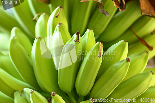 Image of banana on tree