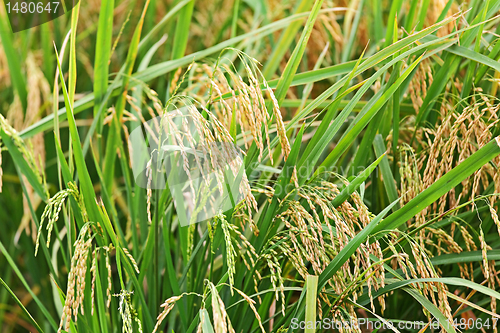 Image of Paddy Rice