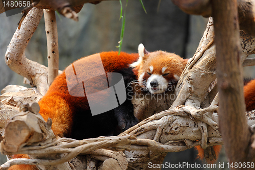 Image of red panda