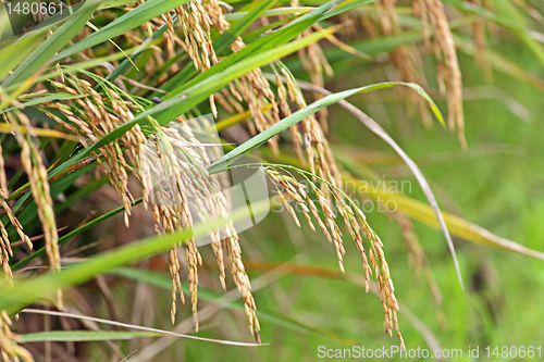 Image of Paddy Rice