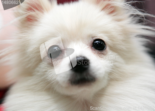 Image of white pomeranian dog