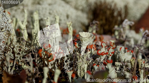 Image of flowering moss