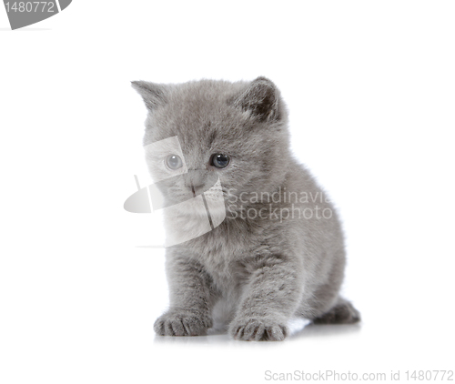 Image of british short hair kitten