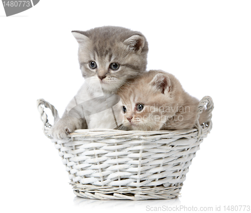 Image of british short hair kittens