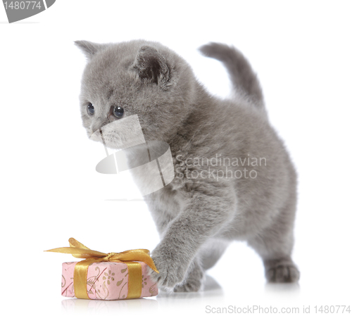 Image of british short hair kitten