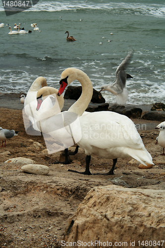 Image of White Swans On Rocks Near Ocean