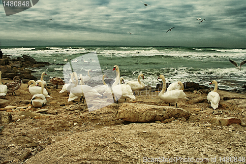 Image of White Swans On Rocky Seashore