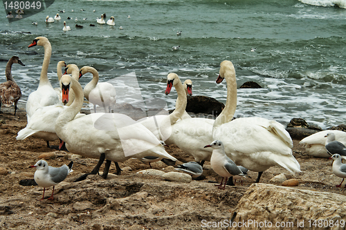 Image of White Swans On Rocky Seashore