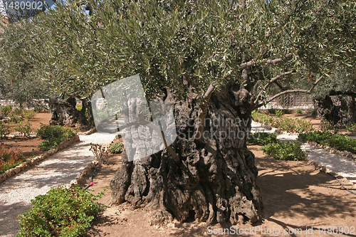 Image of Jerusalem-Garden of Gethsemane