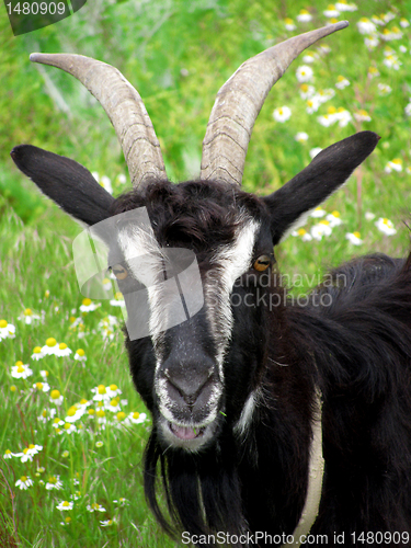 Image of  goat