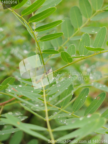 Image of leaves with rain drops