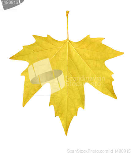 Image of maple leaf