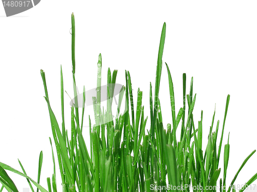 Image of green grass