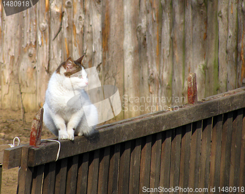 Image of cat on a fence