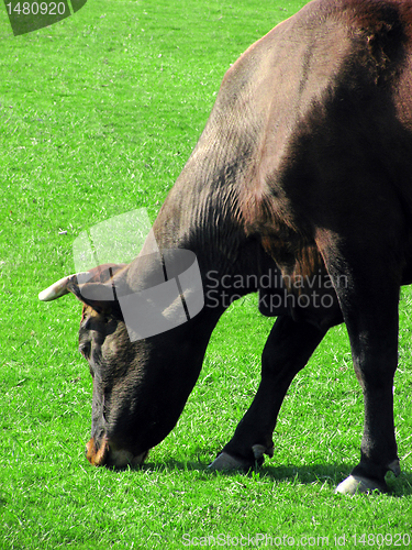 Image of cow eating grass