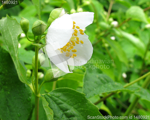 Image of jasmine