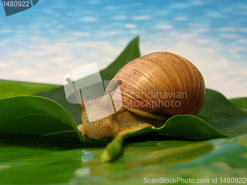 Image of snail