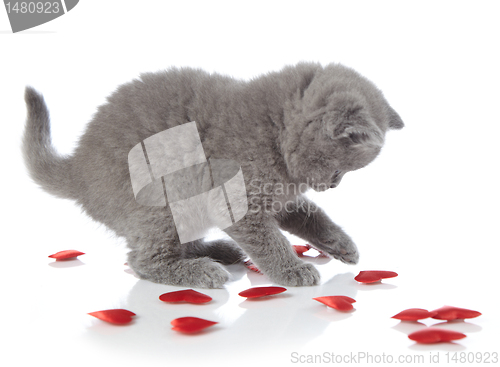Image of kitten and red decorative hearts