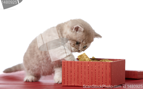 Image of kitten and gift box