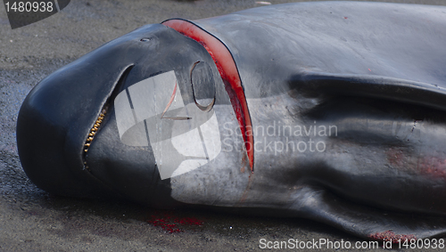 Image of Dead pilot whale