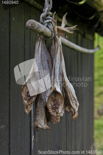 Image of Stockfish hanging outside house