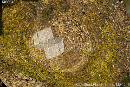 Image of Cut tree trunk covered with moss