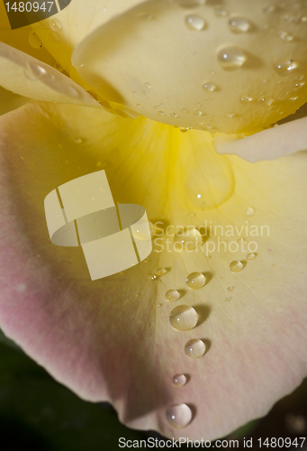 Image of Closeup of rose petal with water drops