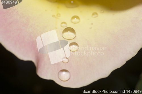 Image of Yellow rose petal with water drops