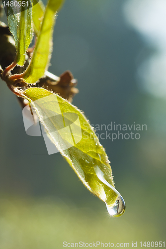 Image of Water drop on leave