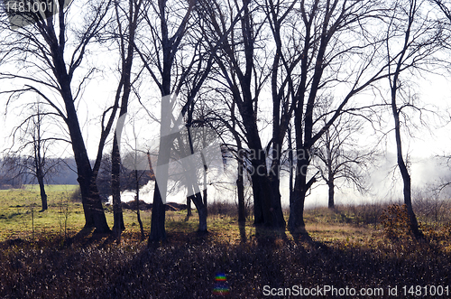 Image of Burning autumn leaves and smoke emanate from them.