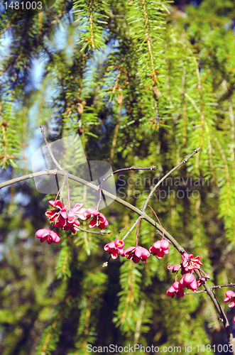 Image of Decorative plant branch with red fruits in autumn.