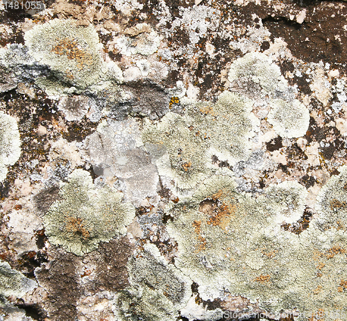 Image of Mold on stone grunge texture as background 