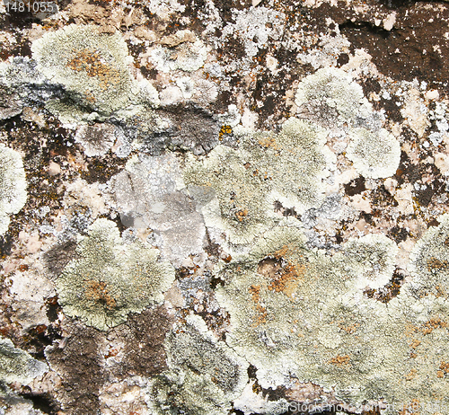 Image of Mold on stone grunge texture as background 