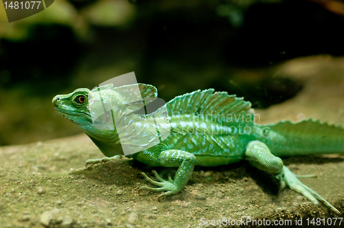 Image of Green Basilisk