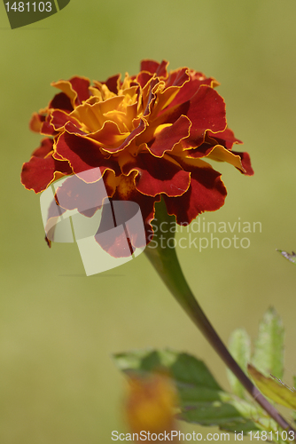 Image of Flower orange