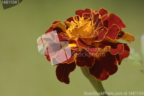 Image of Orange flower