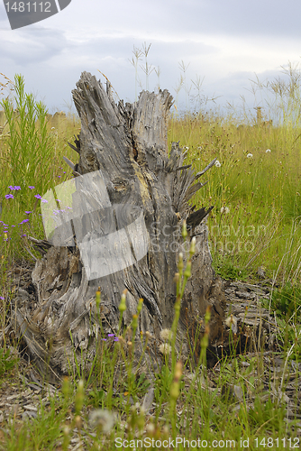 Image of Tree stump