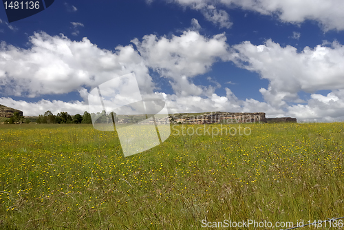 Image of Yellow flower field