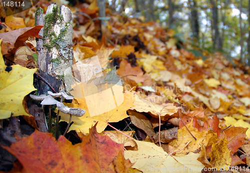 Image of Autumn