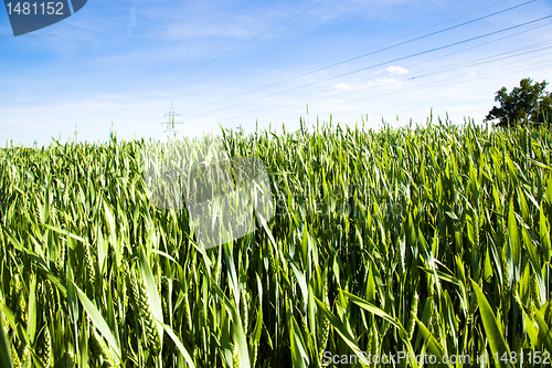 Image of Green wheat