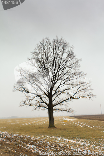 Image of Tree (winter)