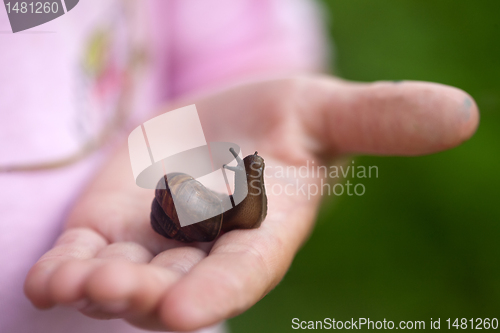 Image of small snail on child hand