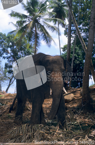 Image of Asian elephant working in forest, Sri Lanka